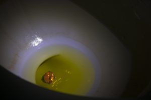 Pink ring in a toilet full of pee.