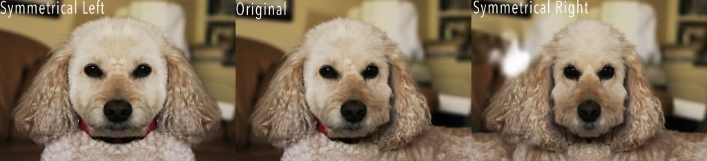 A photo of my dog manipulated and reflected vertically to compare symmetry.