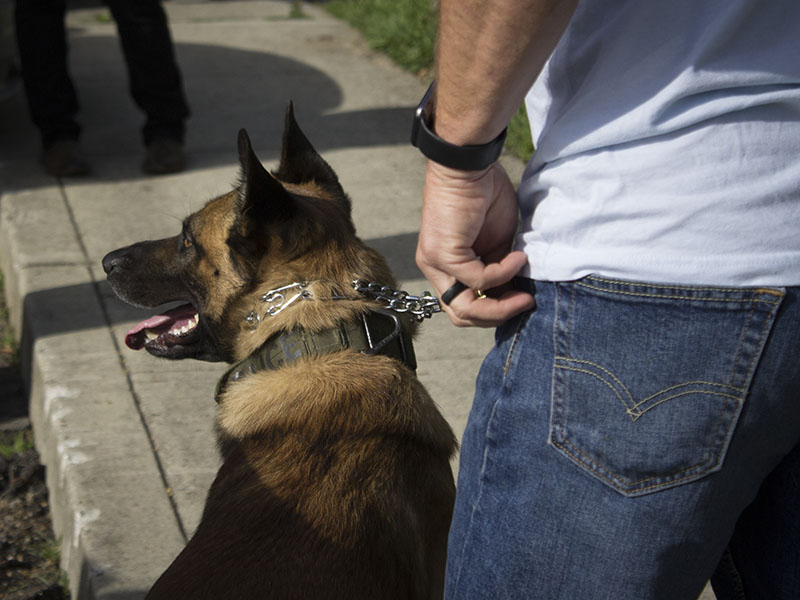 K9 Officer Cash K9 Officer Cash