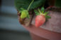Strawberries by KeenanC