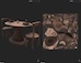 3D Asset image by LillianC