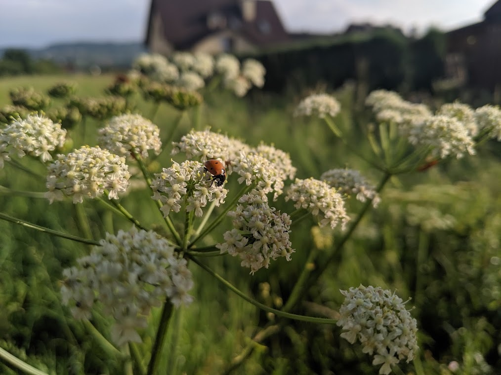 IMG_20190707_180241