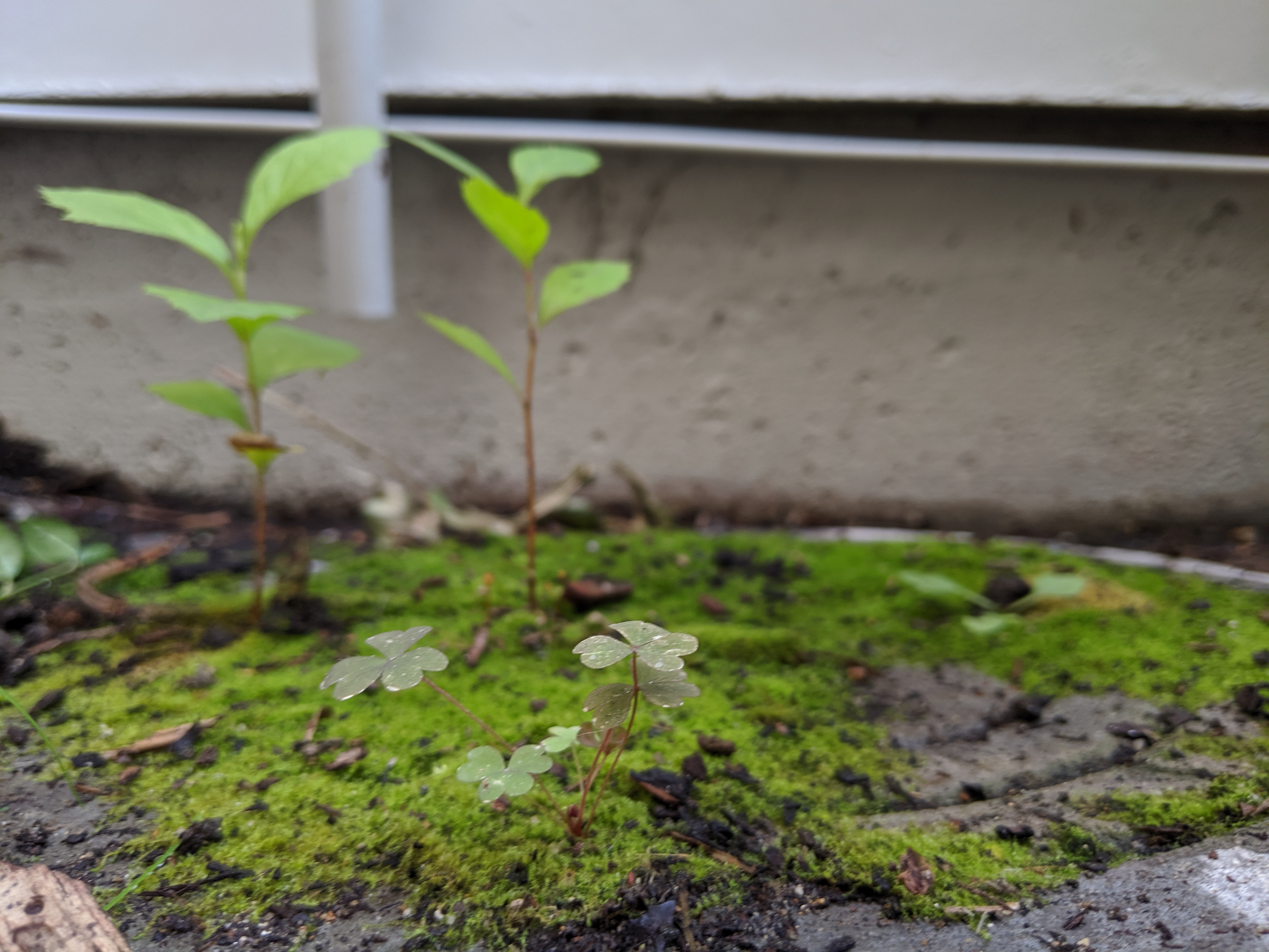 An image of a couple clovers sprouting out of the mossy concrete in a little bunch. 