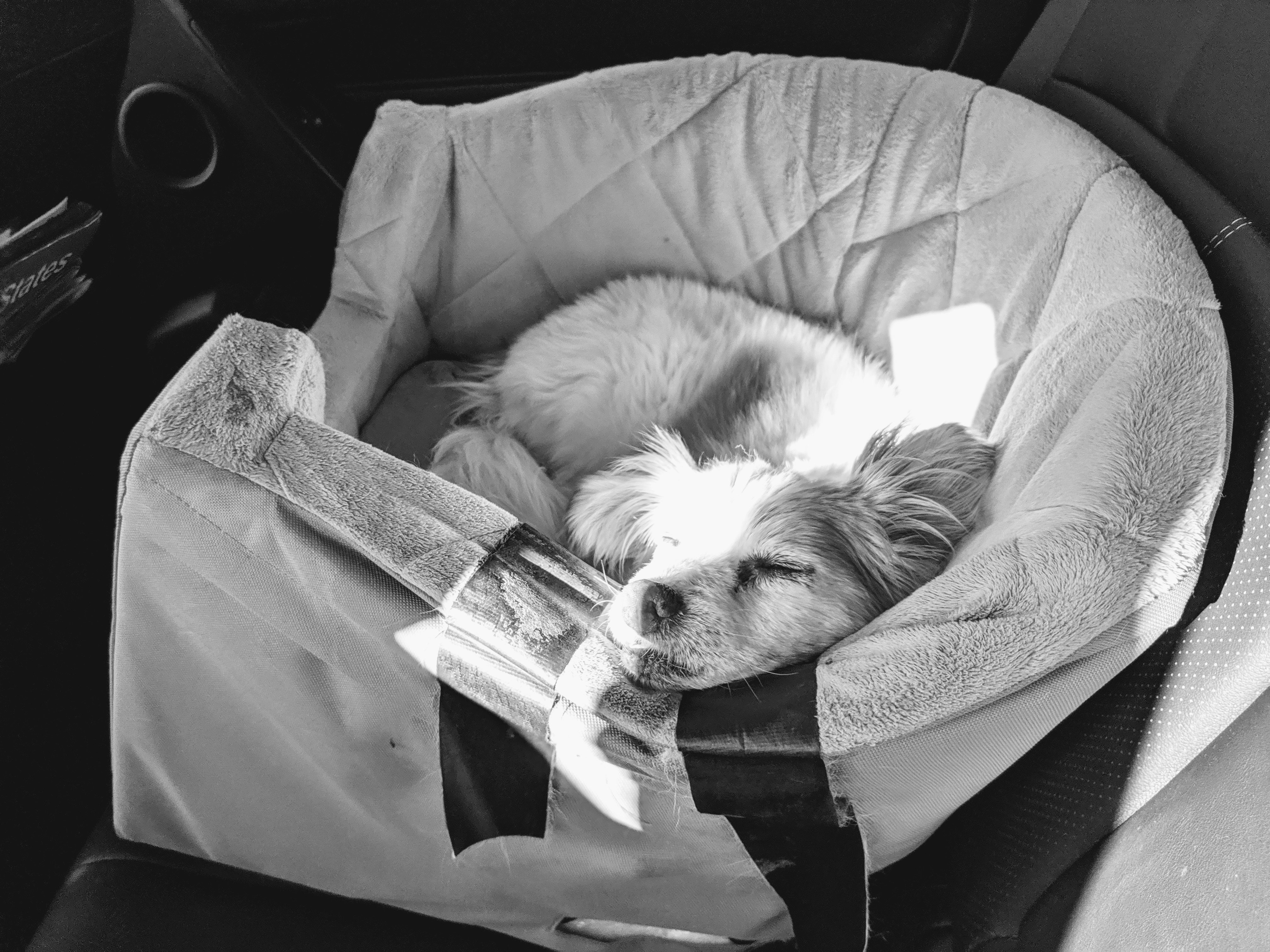 An image of a sleeping dog in a carrier. Right across the dog's face and body is a beam of sunlight, creating sharp contrast. 
