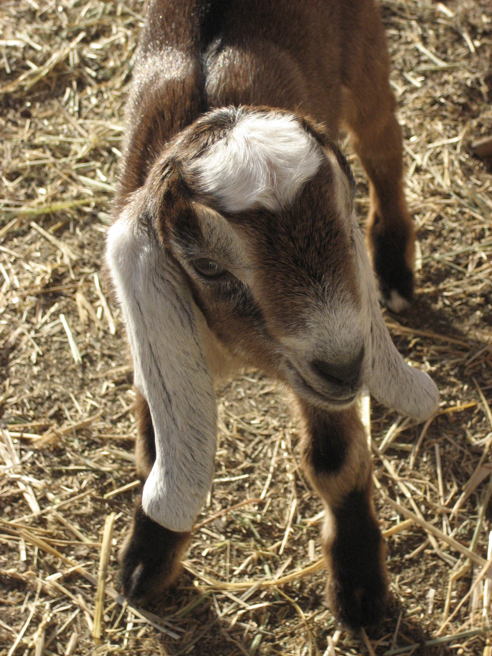 Goat