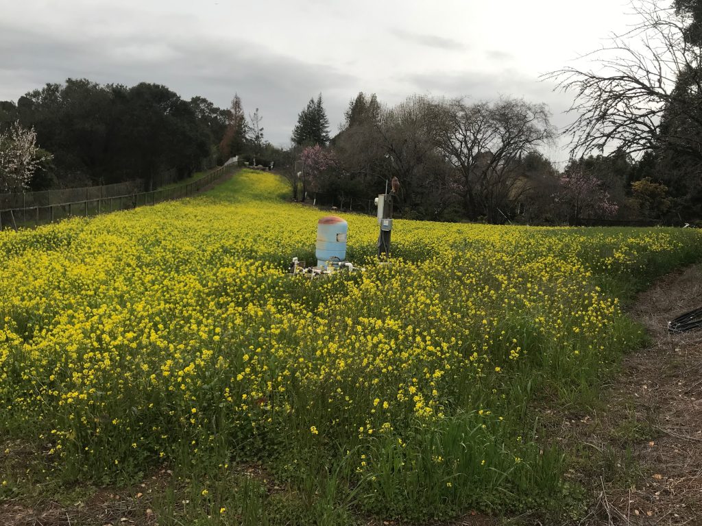 A photo of a field full of yellow flowers. There s a fence along the side of the photo
