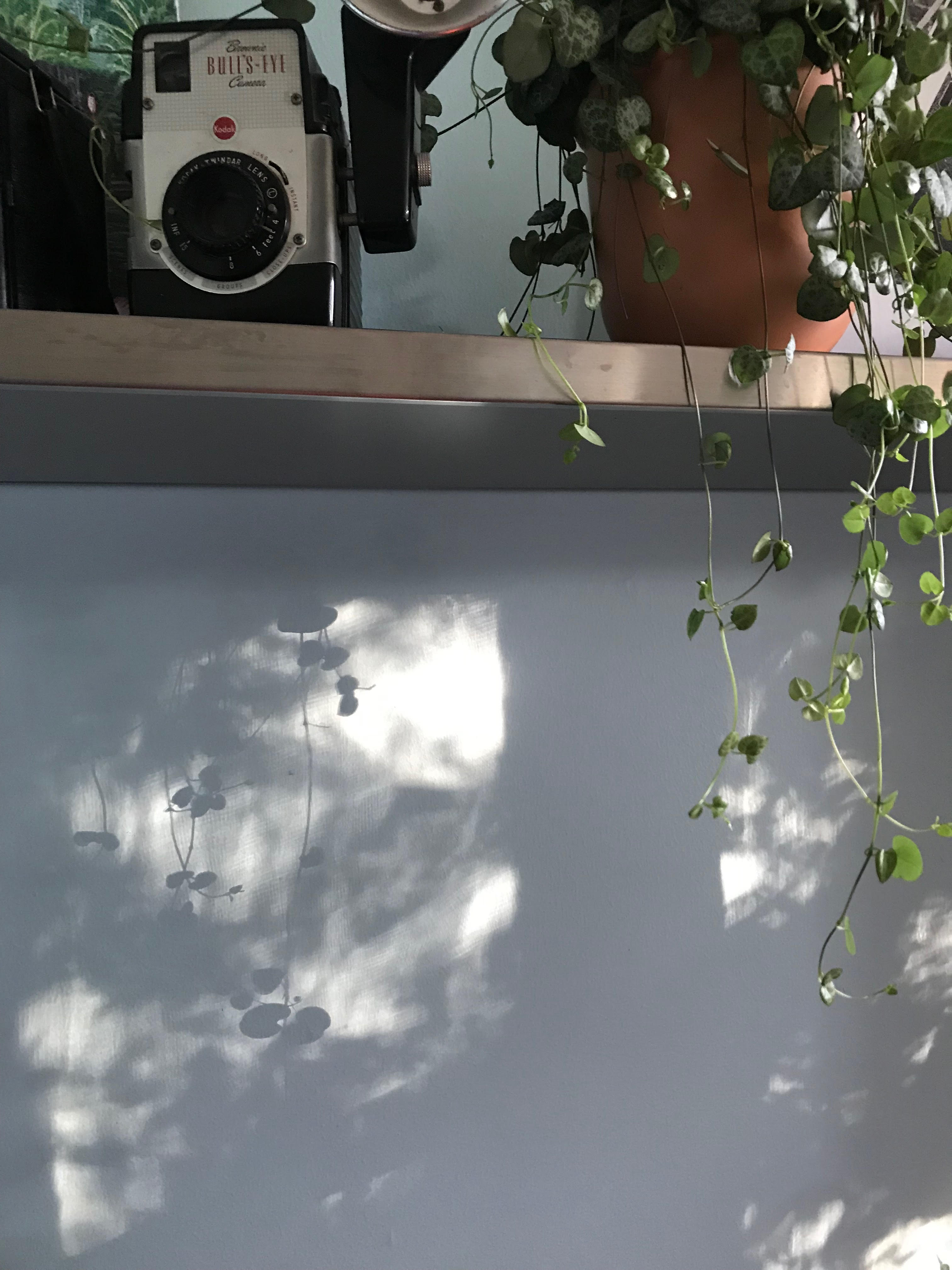 This is a photo of a camera and a plant being reflected on a wall