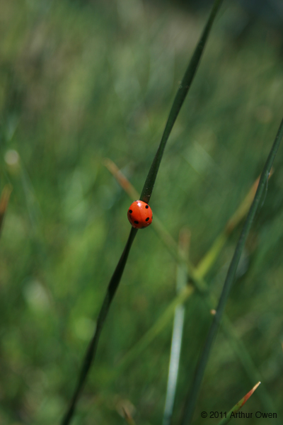 MHS-ladybug