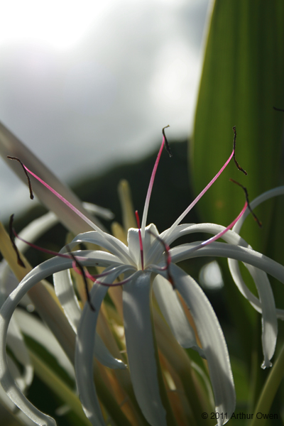 maui-flower