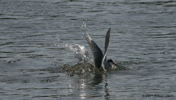 shoreline-bird-splash