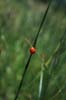 MHS-ladybug