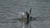 shoreline-bird-splash