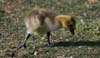 shoreline-gosling