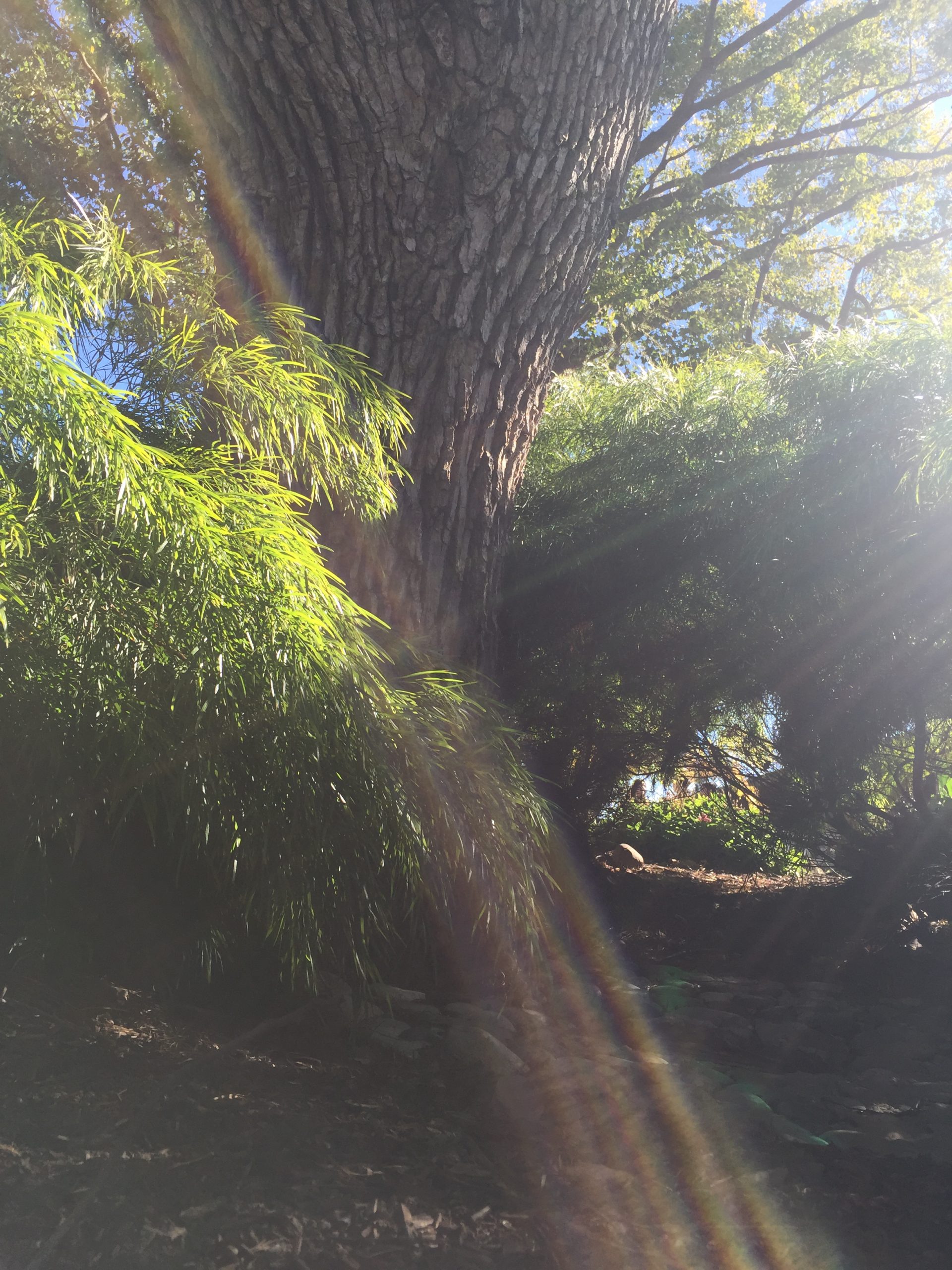 A low shot of trees and bushes