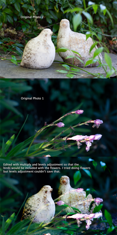 Blending Two Photos: Flowers + Birds