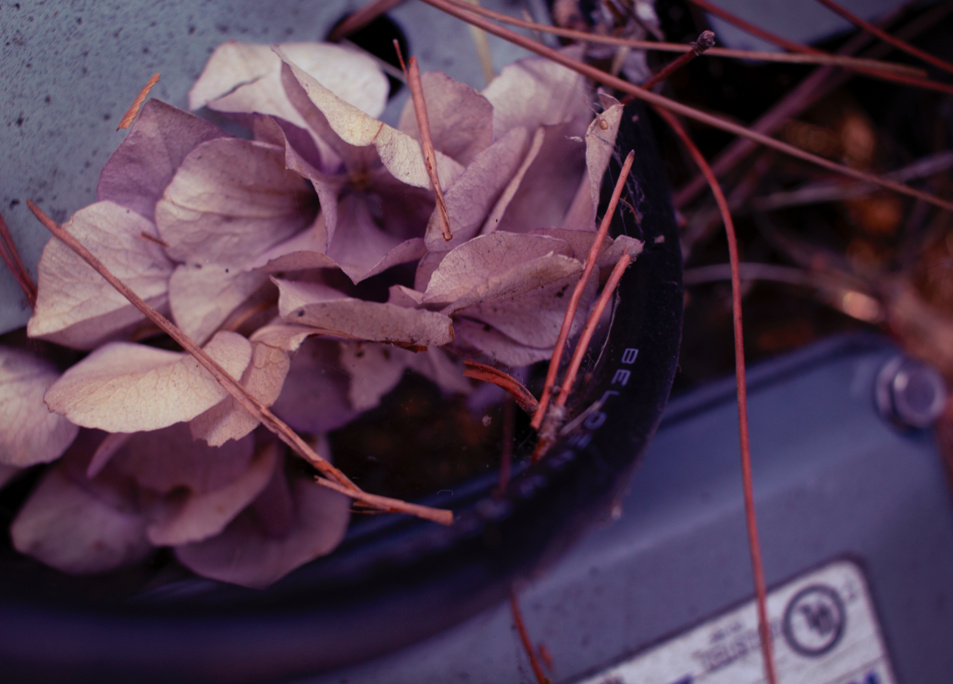 macro photo