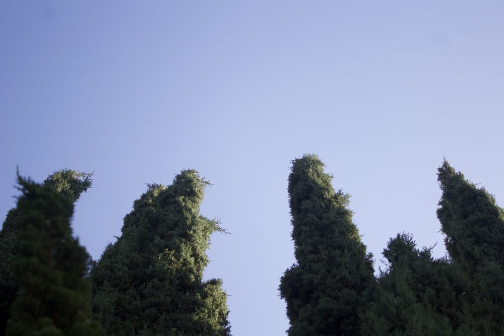 The image is of hedges with a blue sky background. They look mostly symmetry.