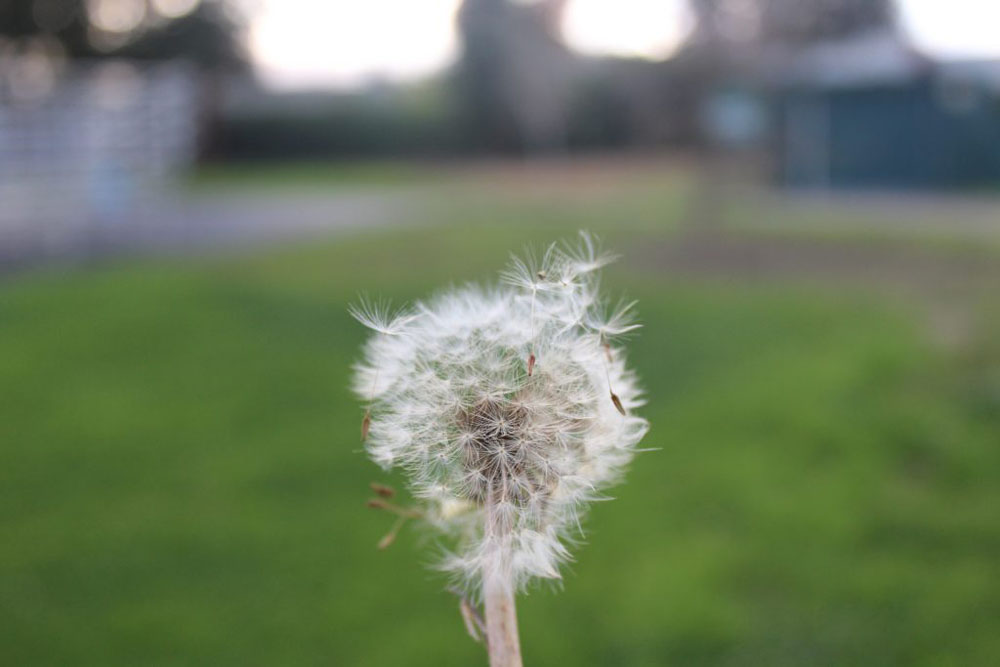 A photo of a dandelion blowing in the wind