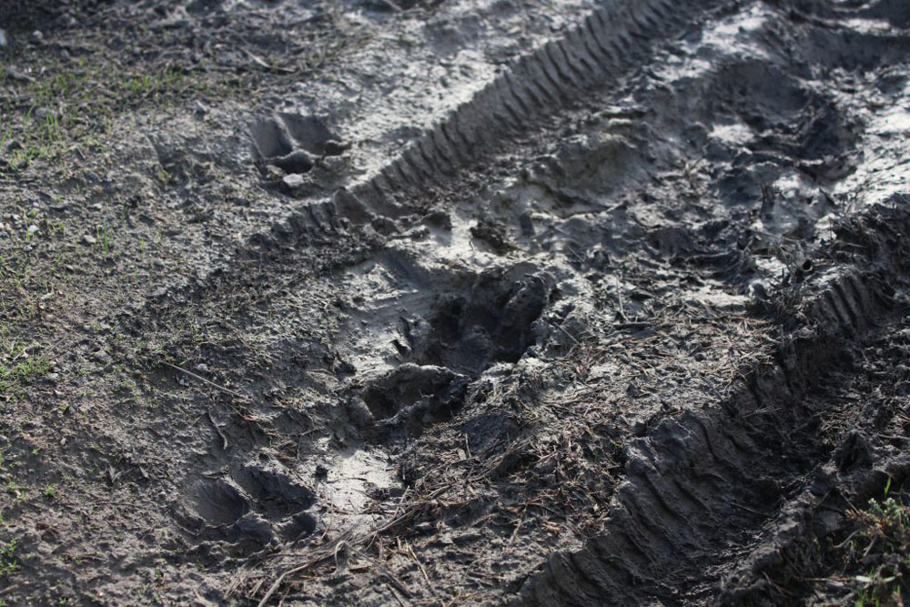 A photo of mud with dog prints in it