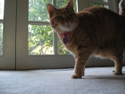 cat