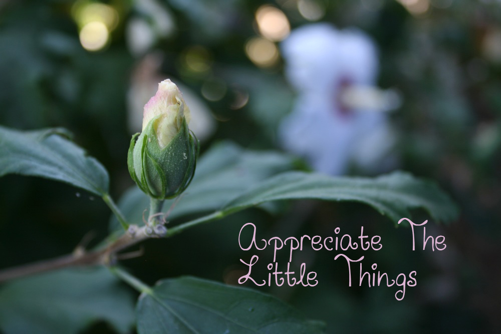 Appreciate the Little Things