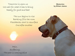 There is a picture of a dog with a sunset behind it.