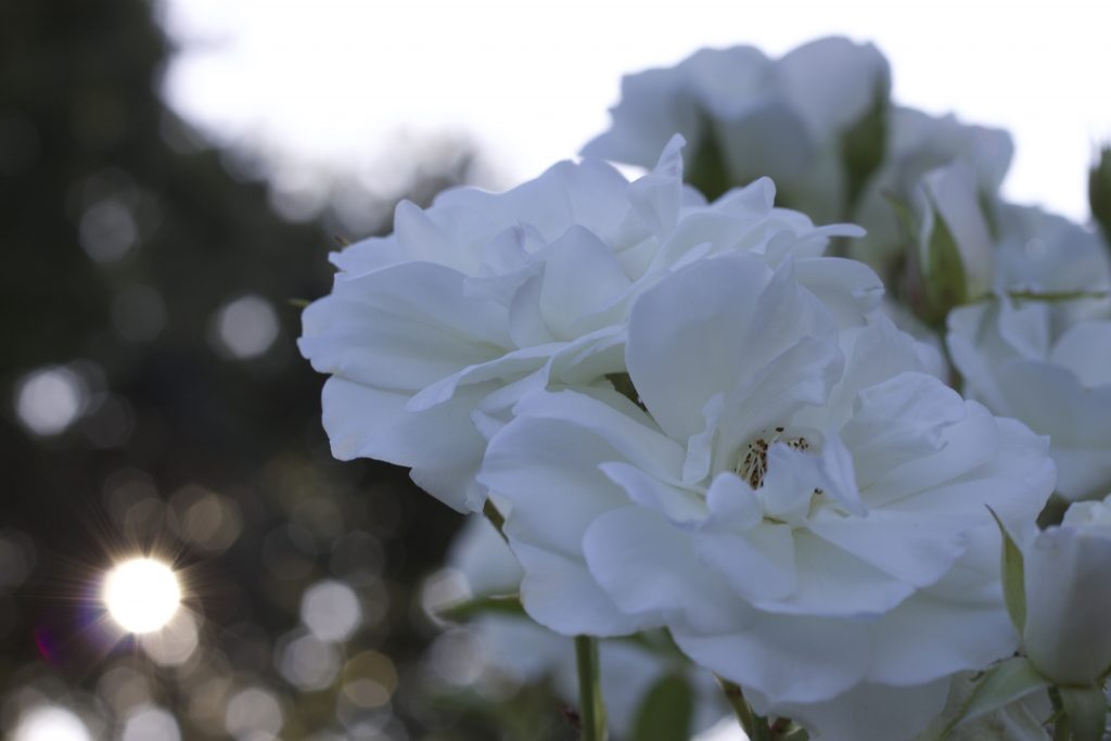 Image is of a representative self-portrait. The photo shows a bunch of white flowers clustered to the left of the image with a blurred background of light shining through a tree in the back.
