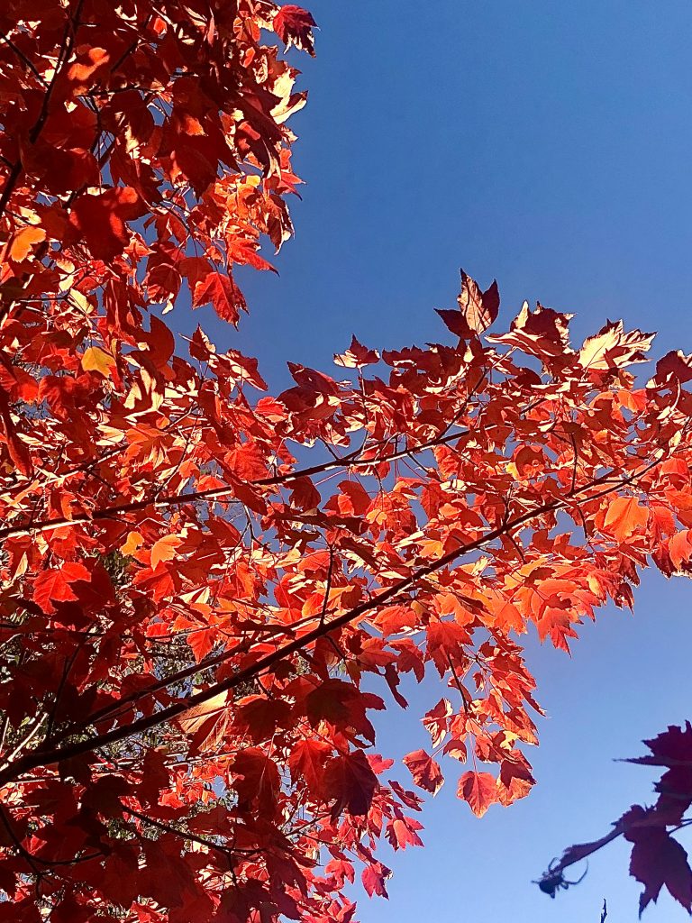 This image shows the image of a tree as if you were standing below it and looking up. The sun shines through the leaves to make them have more of a contrast of orange and red.