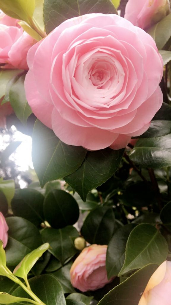 Pretty pink roses