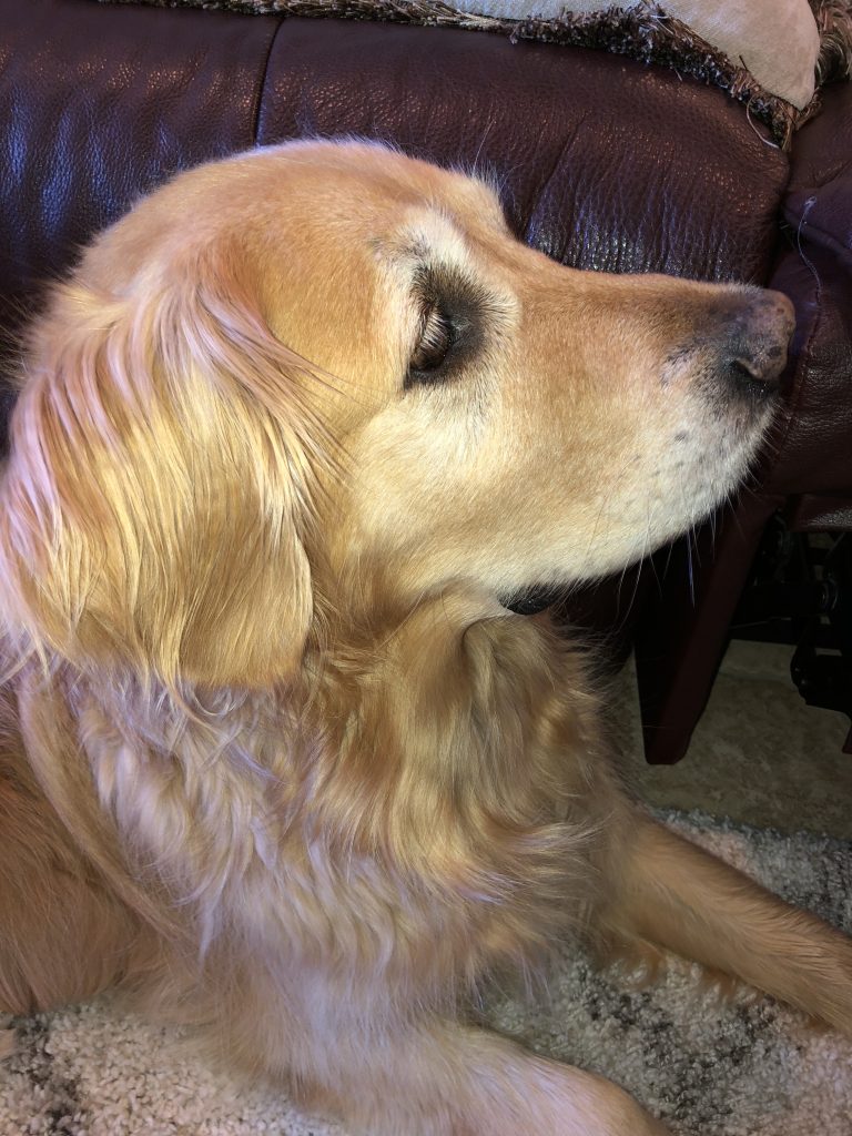 Golden retriever dog, close up of face and neck, the dog is looking off into the distance