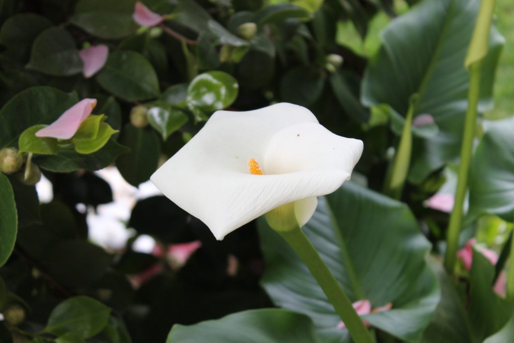 Image of a white lily surrounded by greenery