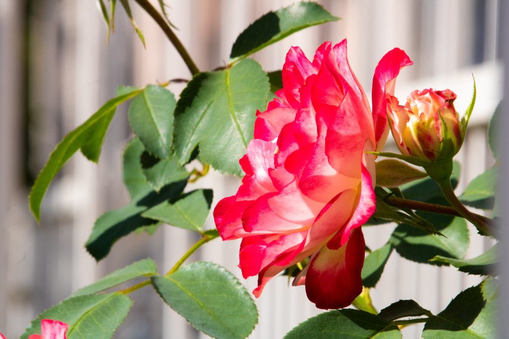 A vibrant pink flower.