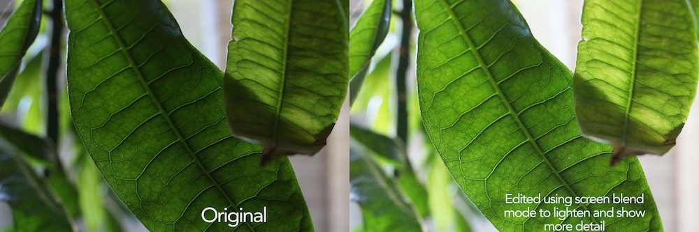 An up close photo of a plant's leaves is too dark in the right photo, so in the left it is edited to be lighter and show more detail.