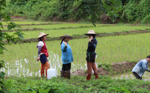 Thai farmers on rice field