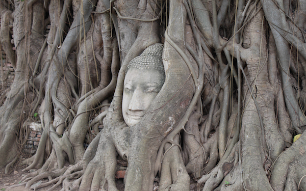 Buddha head in tree at Wat Mahathat, Ayutthaya