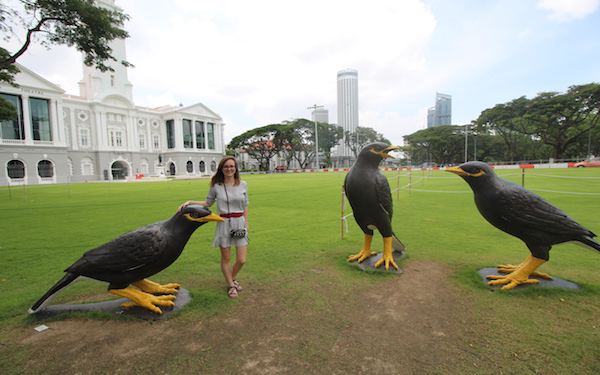 With most common Singapore birds