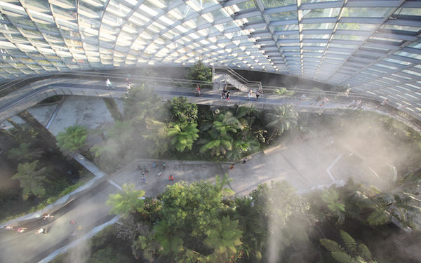 Cloud Forest