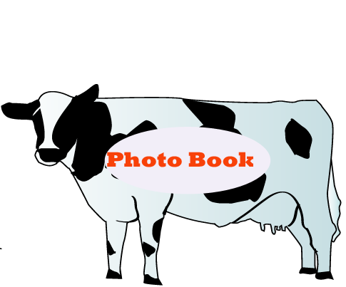 Photo Book
