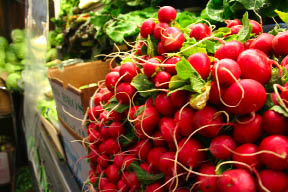 radish4x3_300.jpg