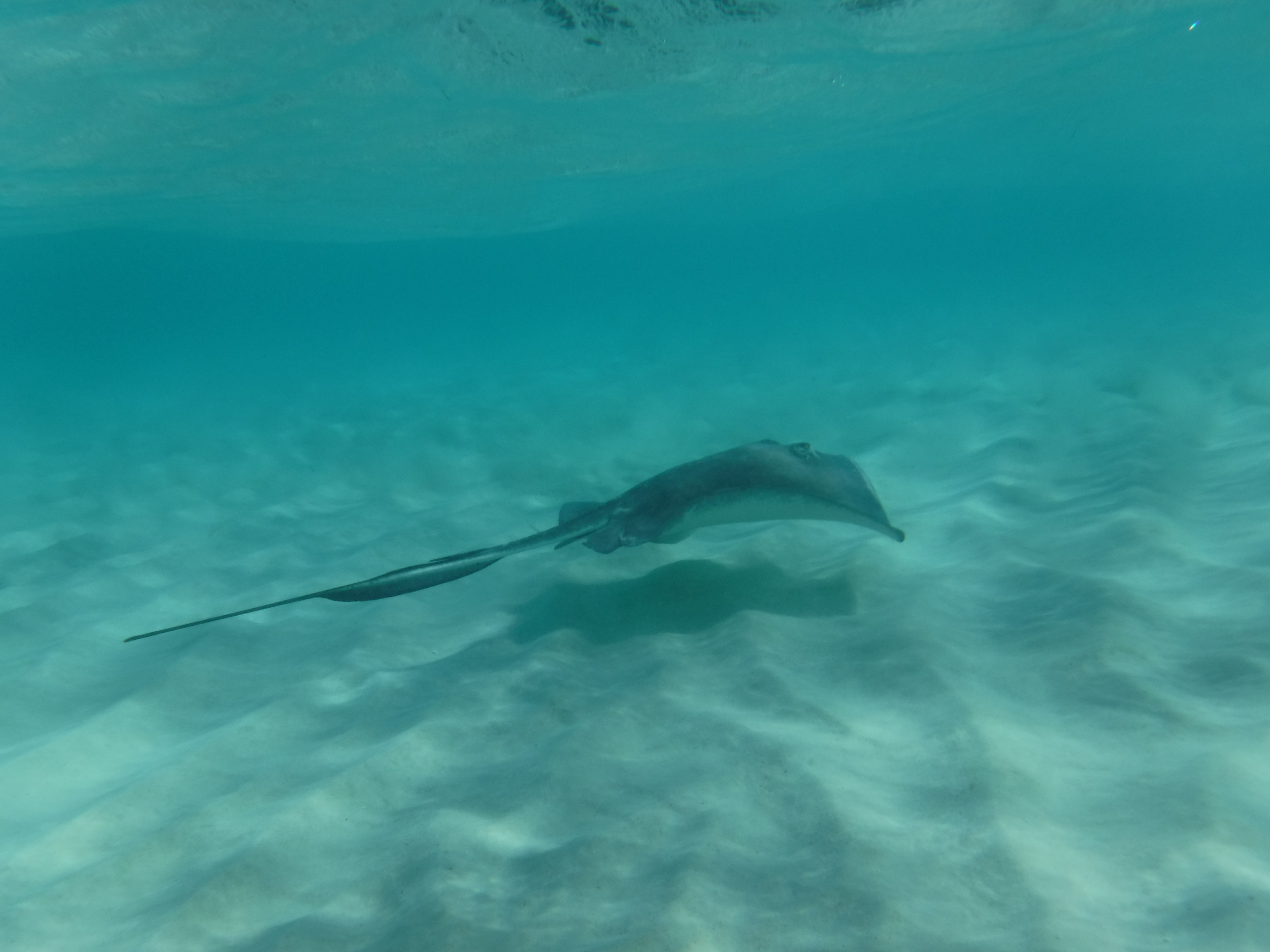 A picture of a stingray