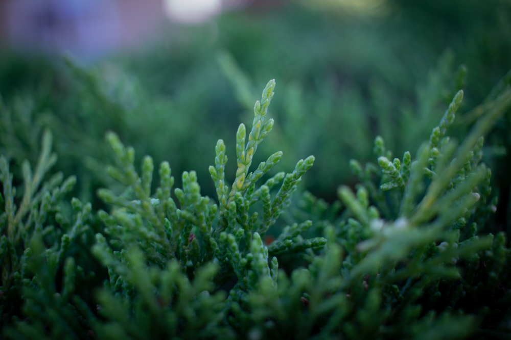 Macro shot of pine leaves.