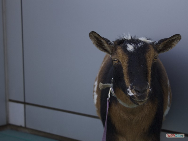 Basil the Nigerian Dwarf