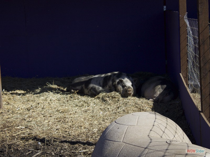 Animal Assisted Happiness Pigs