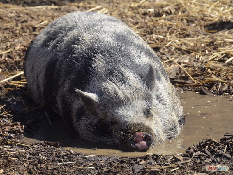 Ginger the Pig