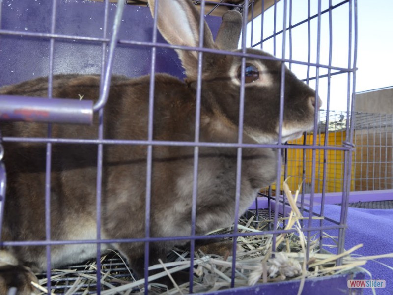 Otter the Rabbit