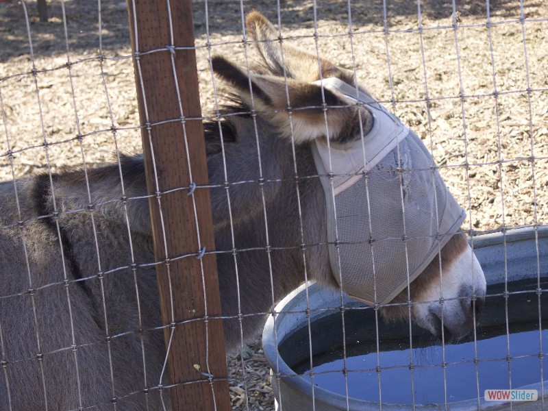 Jingle Bell the Miniature Donkey
