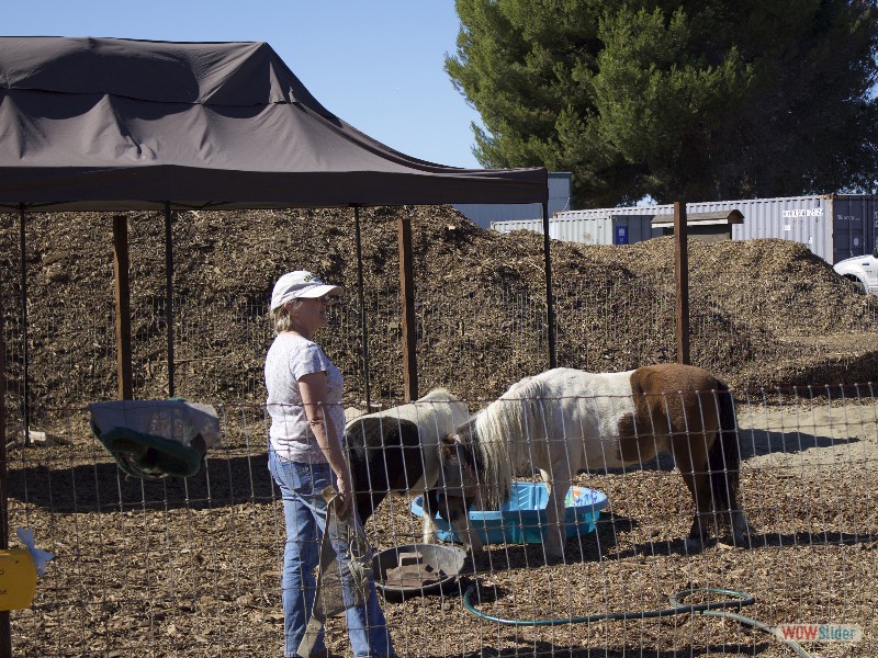 Vicki and the Miniature Horses