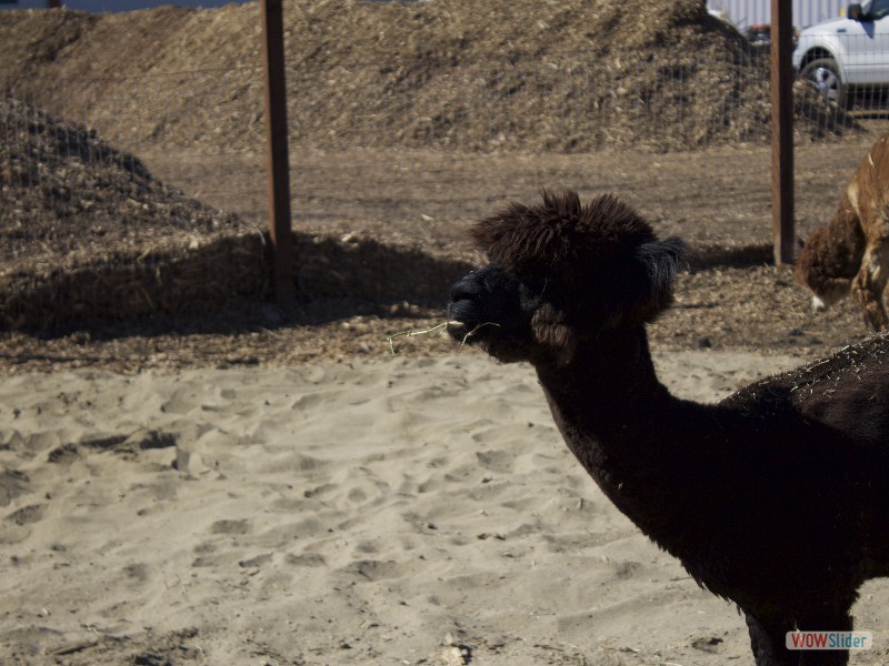 Johnny Cash the Alpaca