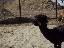 Johnny Cash the Alpaca