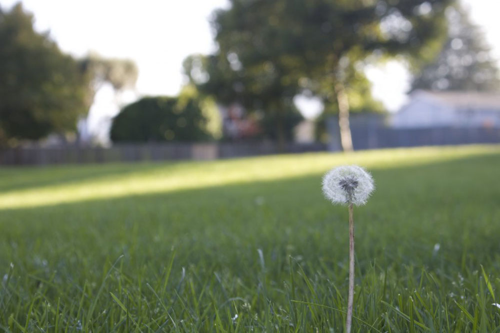 Photo of the rule of thirds that shows motion. the photo shows a dandelion in a field of grass.